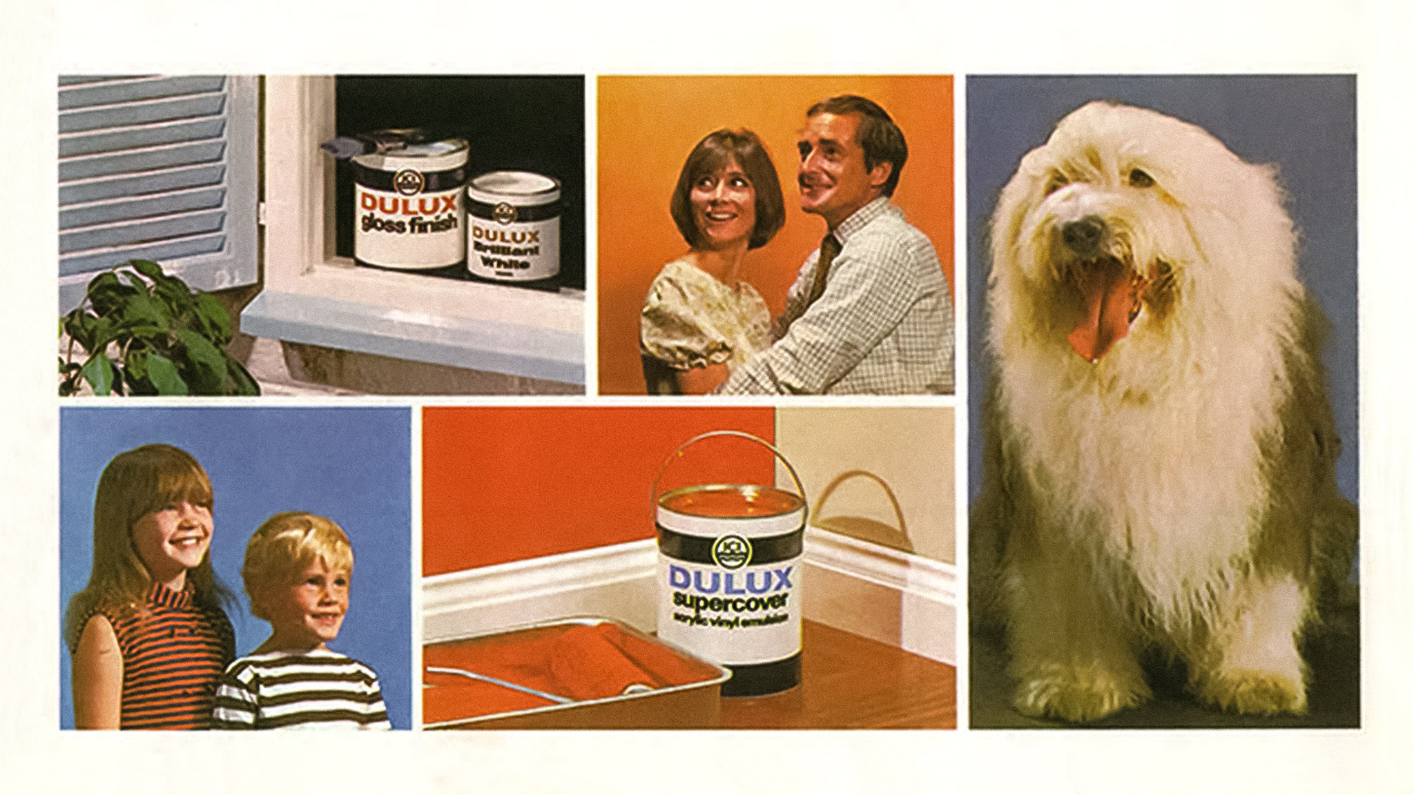 ici dulux dog
